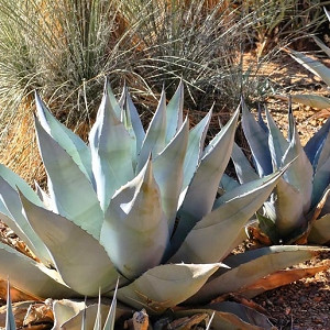 Cold-Hardy Agaves for Your Garden